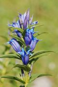 Gentiana asclepiadea.